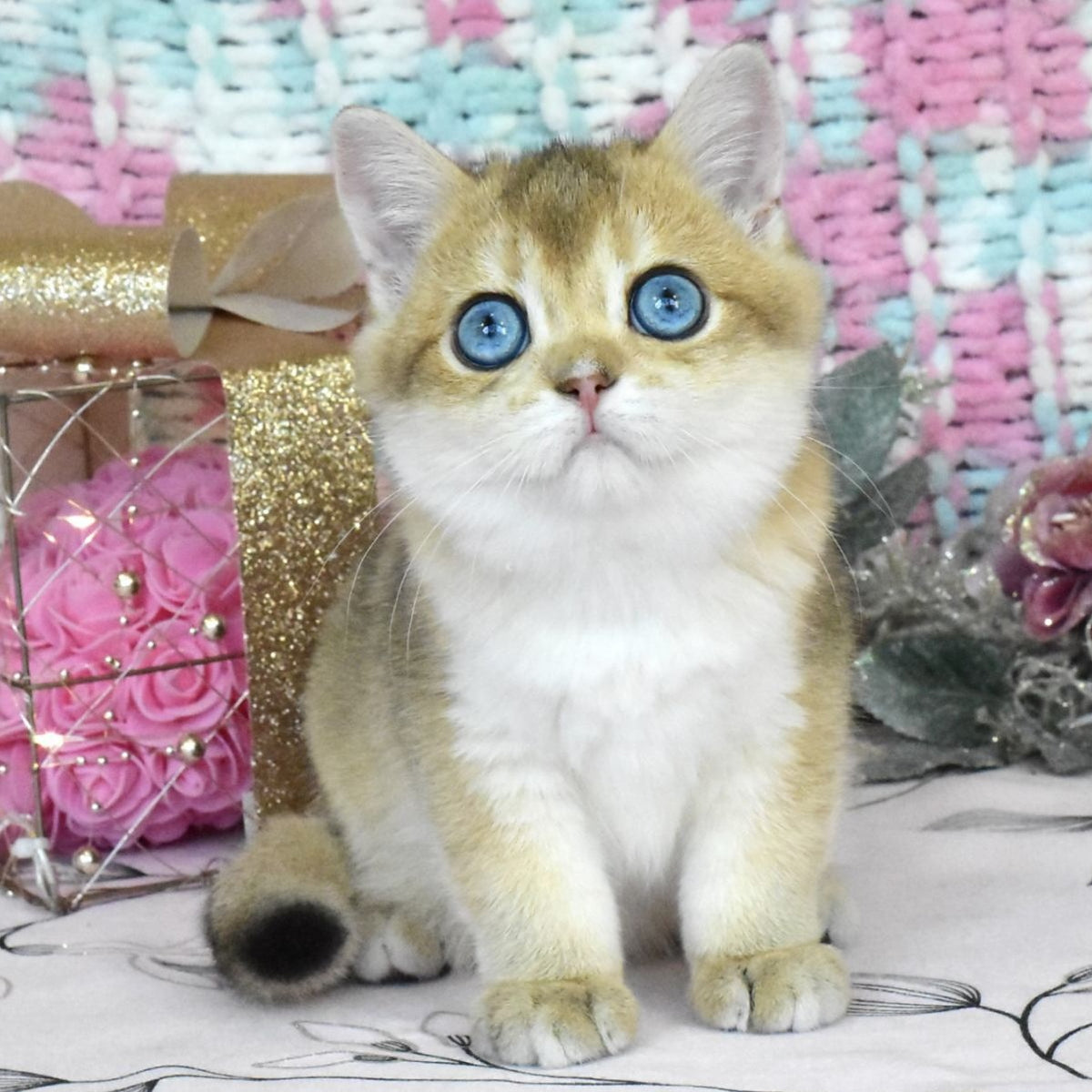 Hardy British Shorthair male, black golden shaded