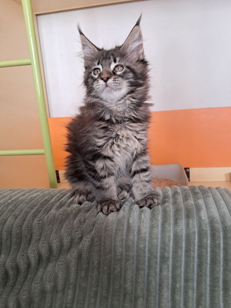X-Adel Maine Coon female, black tabby
