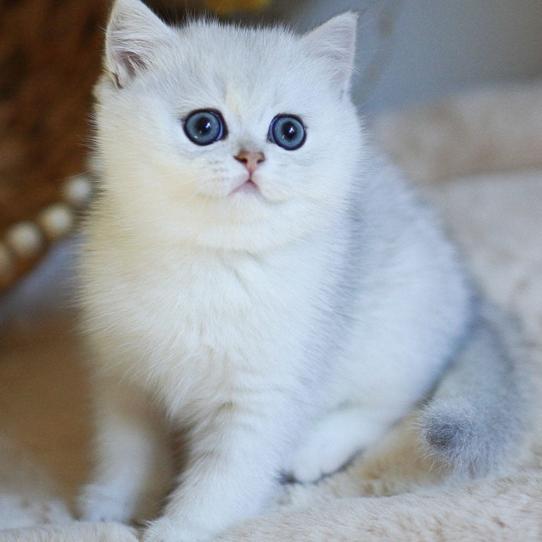 Charm British Shorthair male, black silver shaded