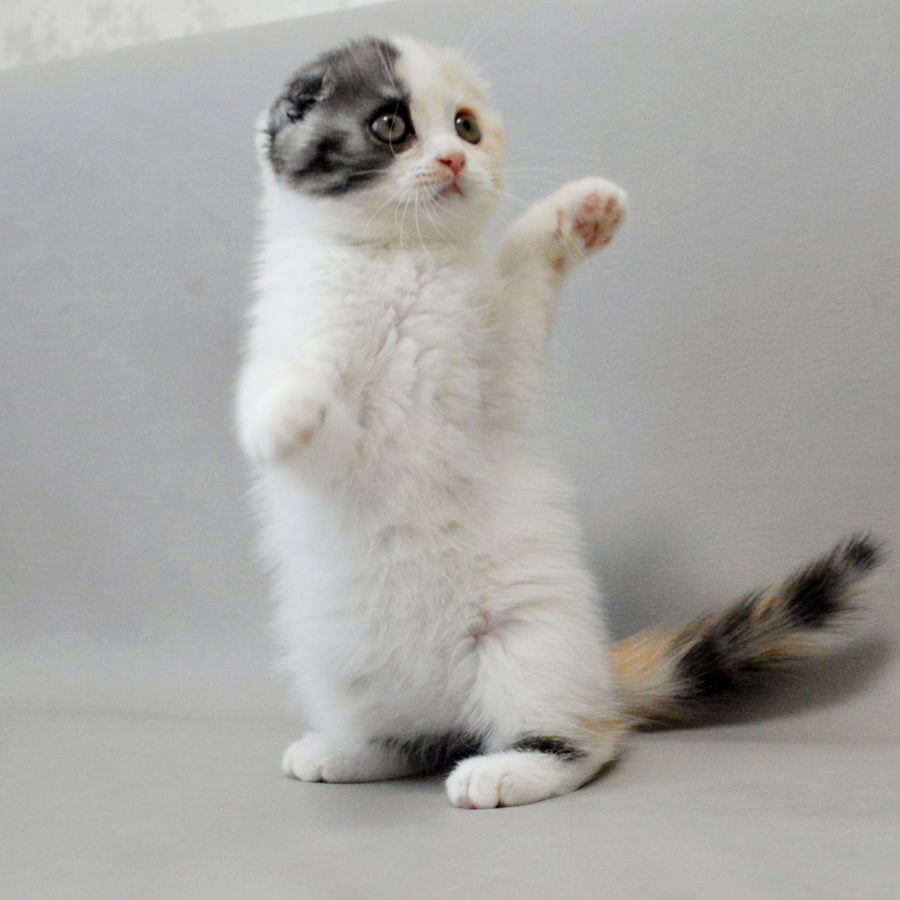 Wyomy Scottish Fold female, black tortie silver tabby van