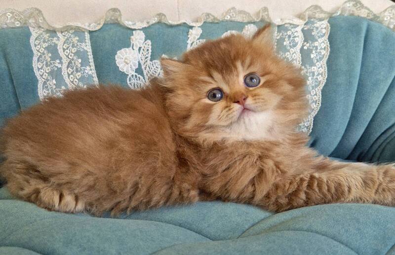 Maribel British Longhair female chocolate golden shaded - live animals
