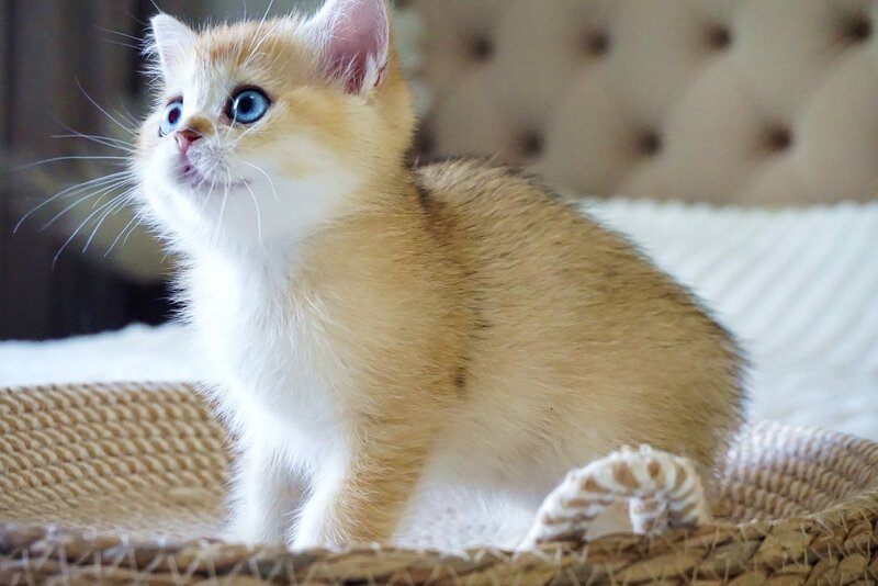 Grayson British Shorthair male, black golden shaded with white
