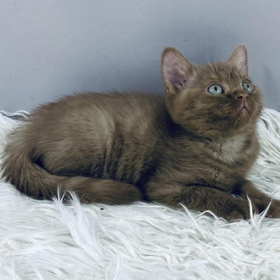 Indigo British Shorthair male, cinnamon