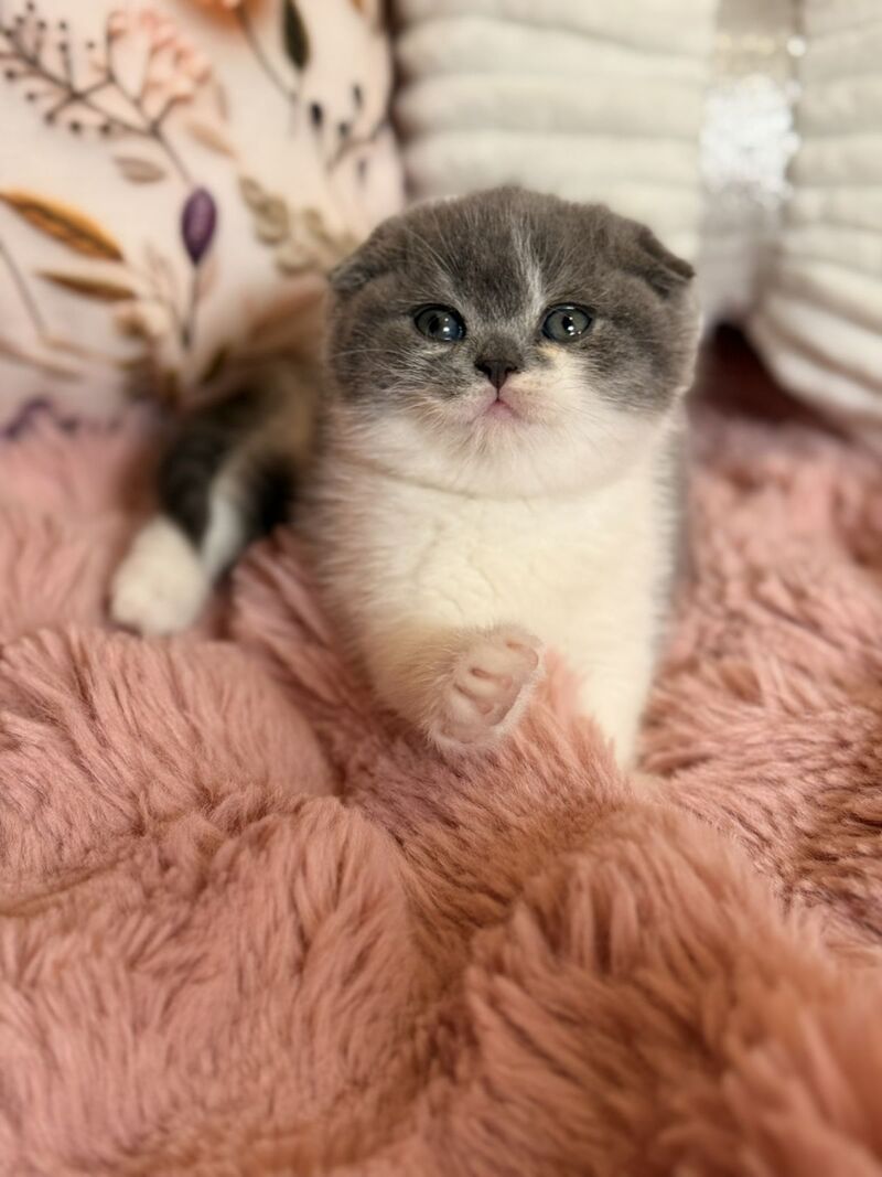 Ponochka Scottish Fold female, blue bicolour