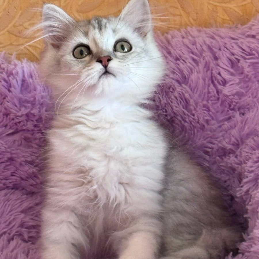 Smoky British Shorthair male, black silver chinchilla