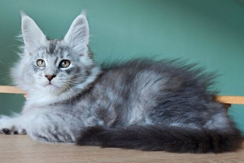 Felix Maine Coon male, black silver ticked tabby