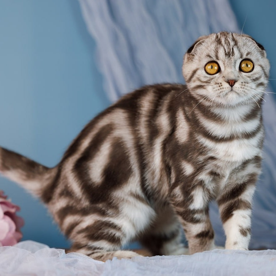 Blair Scottish Fold female, black silver tabby
