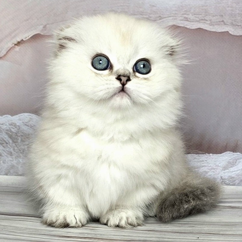 Sapphire Munchkin female, black silver shaded pointed