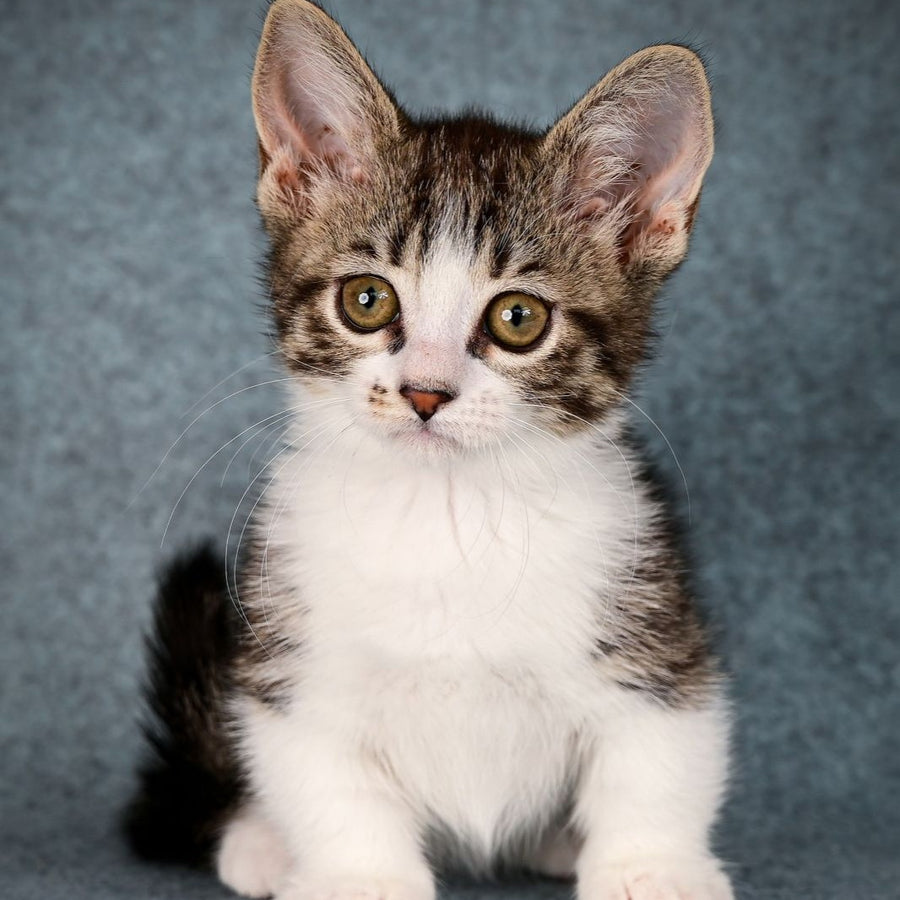 Klepa Munchkin female, black spotted tabby bicolour