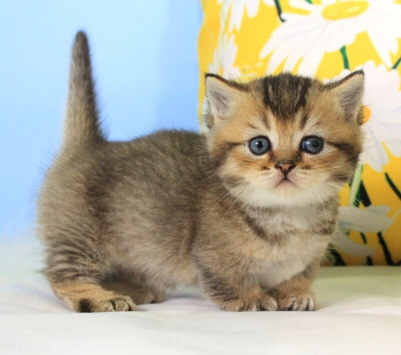 Tiffany Munchkin female, black ticked tabby
