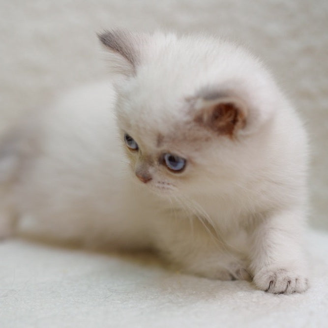 Bi Bi Scottish Straight female, blue tabby pointed