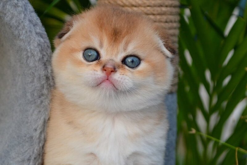 Garfild Scottish Fold male black golden shaded - live animals