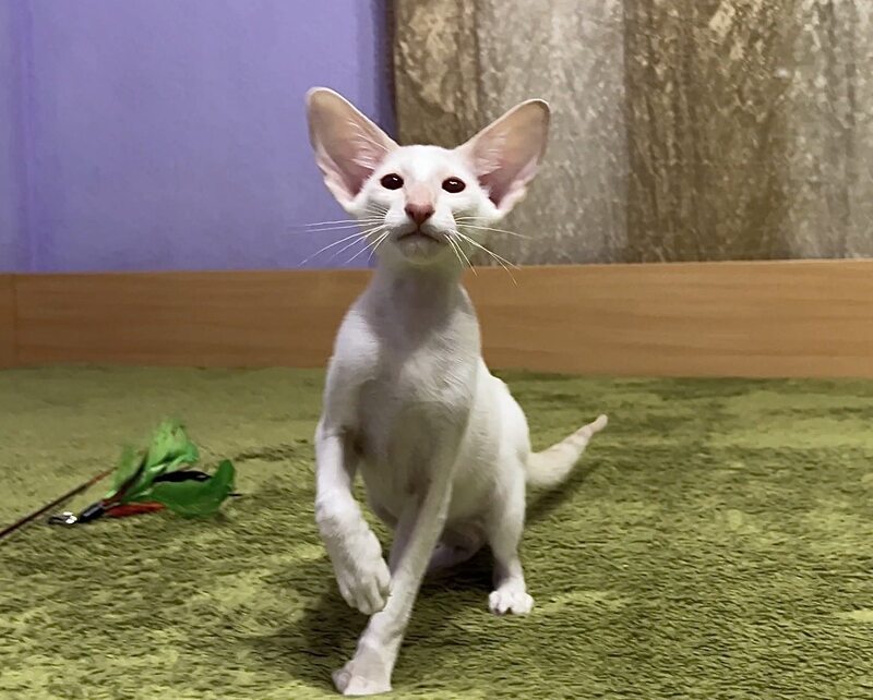 Grand Siamese male, lilac