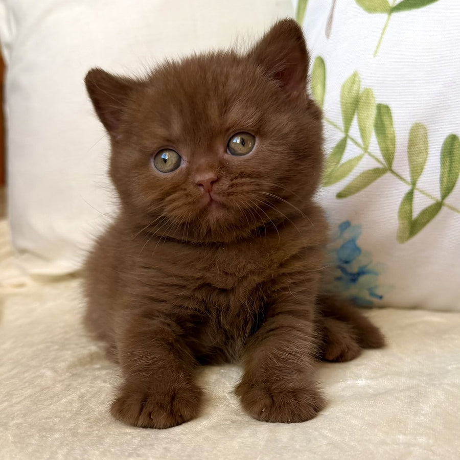 Amir British Shorthair male, cinnamon