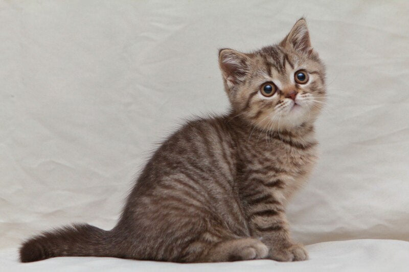 Nalim British Shorthair male, chocolate spotted tabby