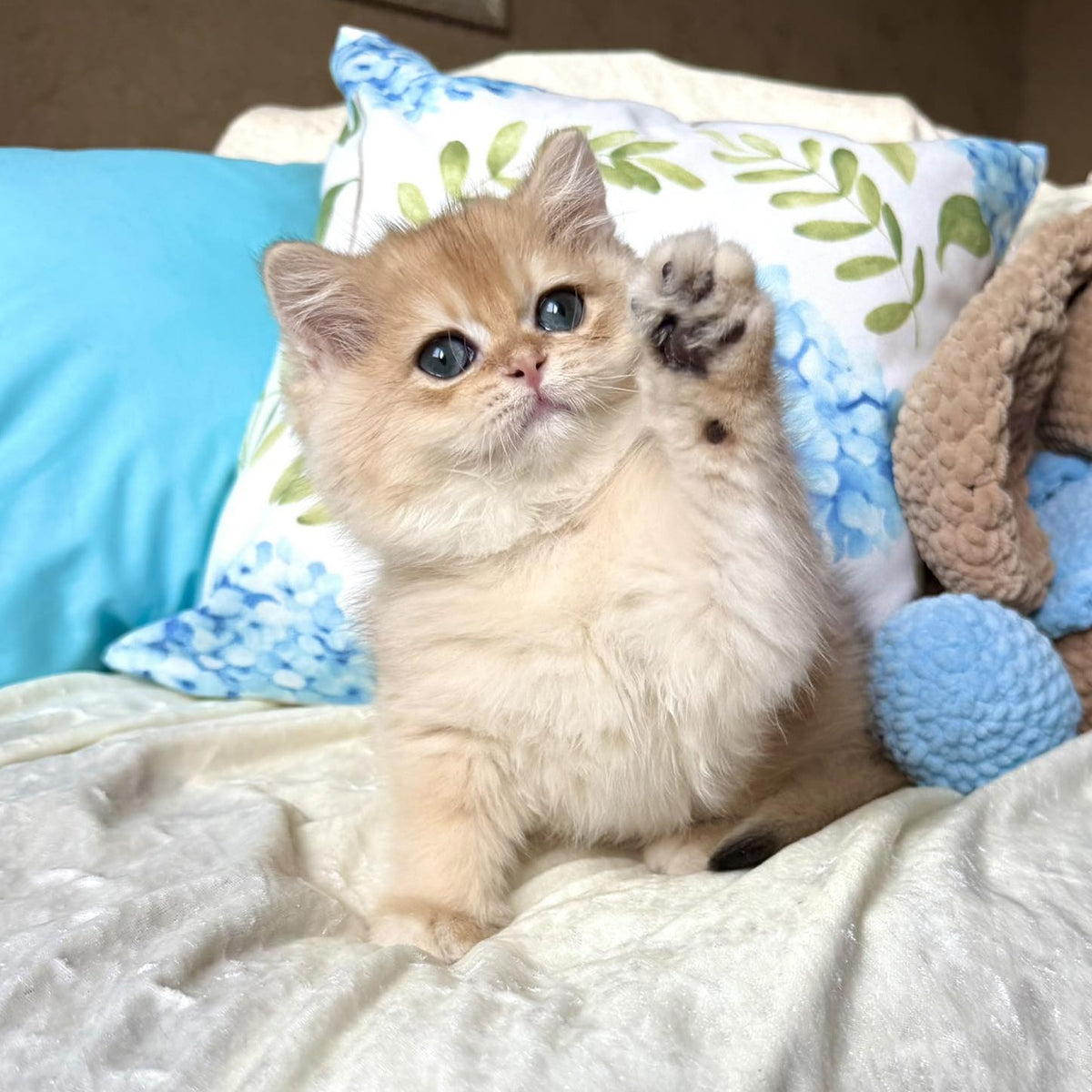 Sabrina British Shorthair female, black golden chinchilla