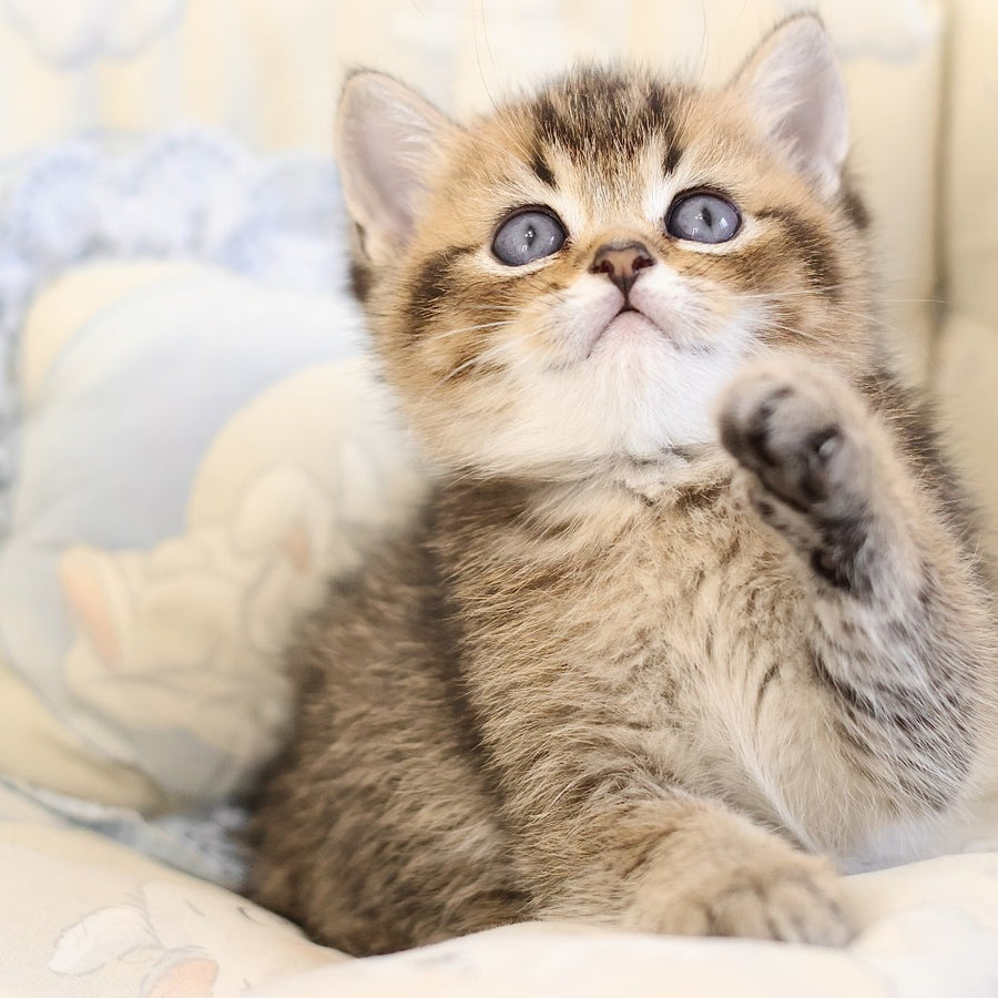 Emir Scottish Straight male, black golden ticked tabby