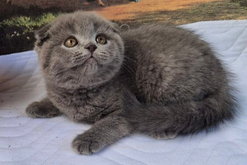 Elya Scottish Fold female, blue