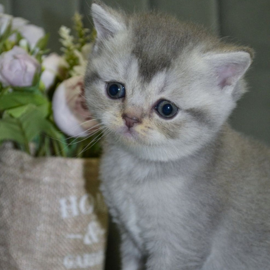Alina Scottish Straight female, blue silver shaded
