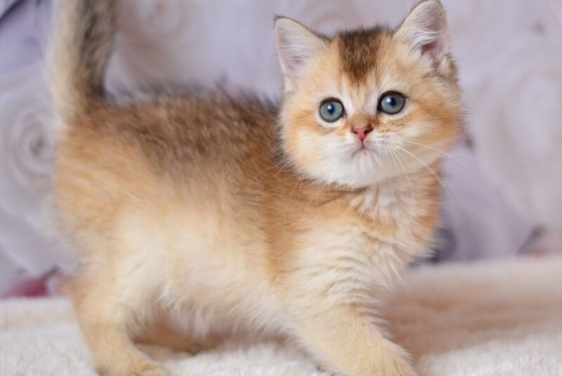 Filip British Shorthair male, black golden ticked tabby