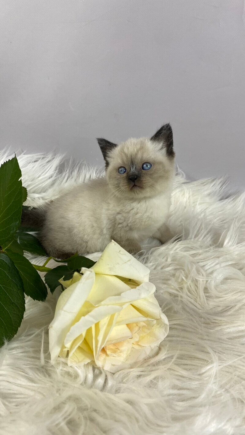 Dolce Vita Scottish Straight female, black pointed