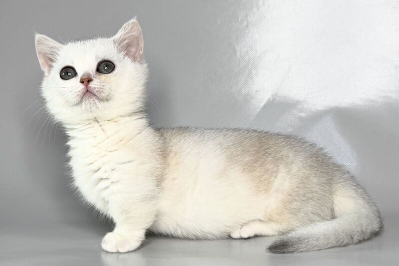 Zynar Munchkin male black silver shaded - live animals