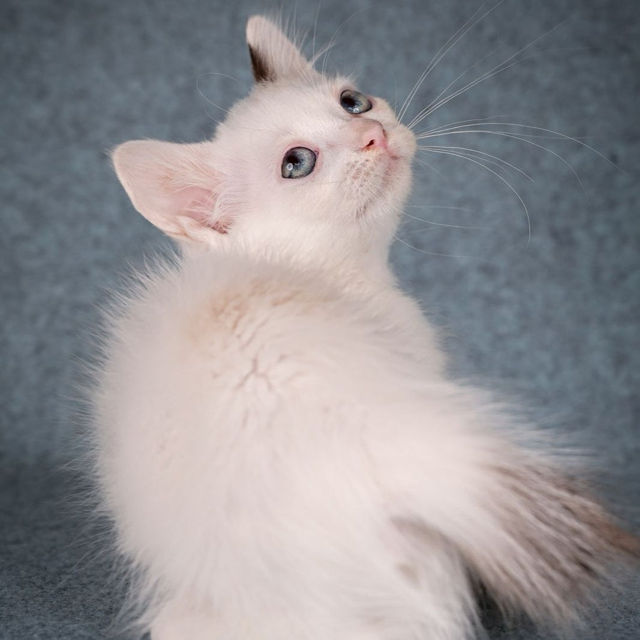 Y-Peter Munchkin male, seal pointed van