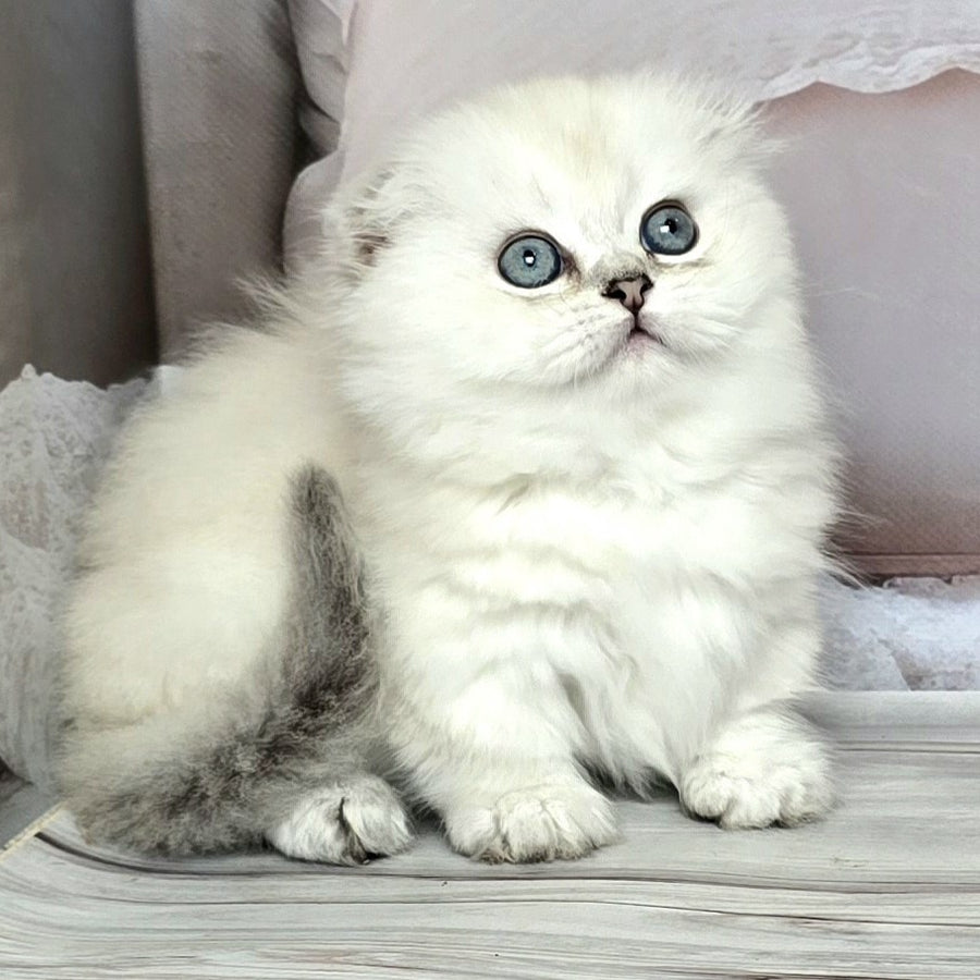 Sapphire Munchkin female, black silver shaded pointed