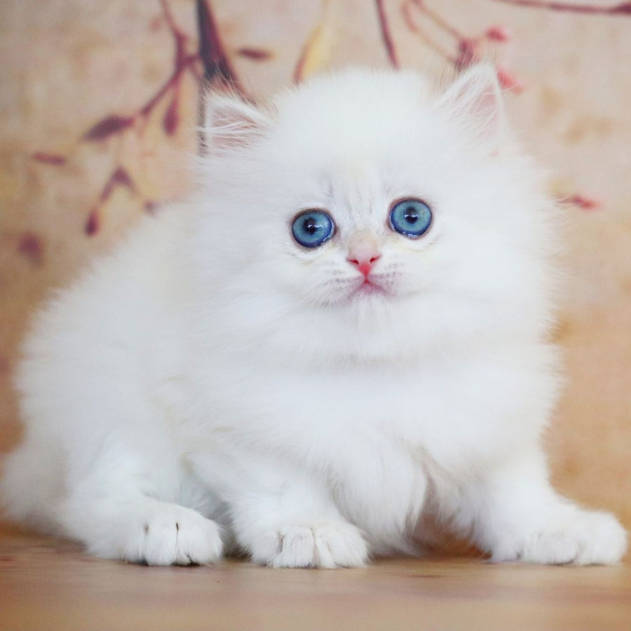 Yolanda British Longhair female, black golden shaded pointed