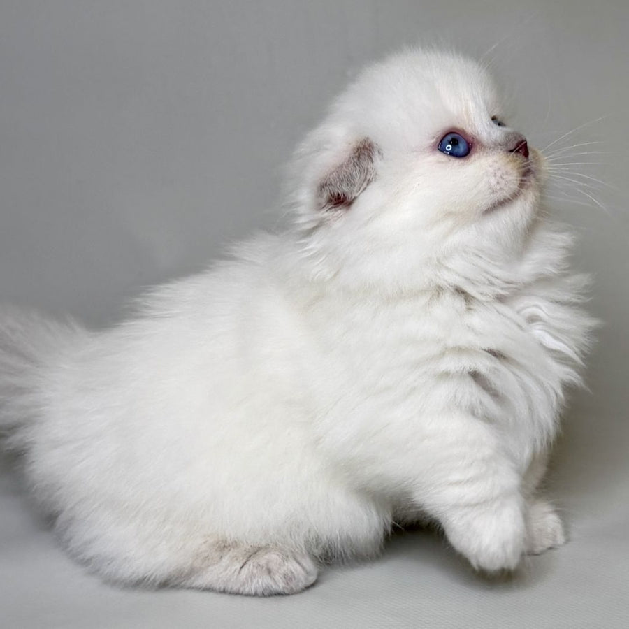 Stormy Munchkin female, blue shaded pointed