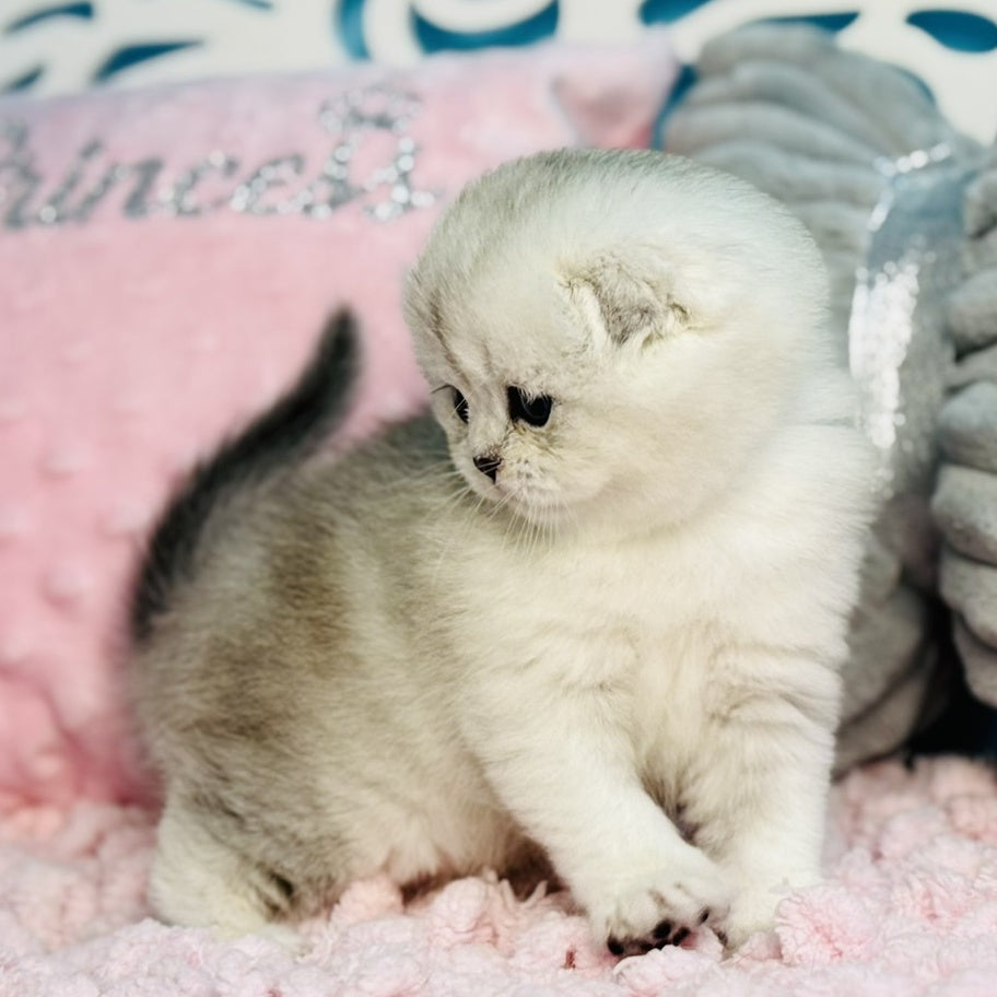 Isabel Scottish Fold female, black silver shaded