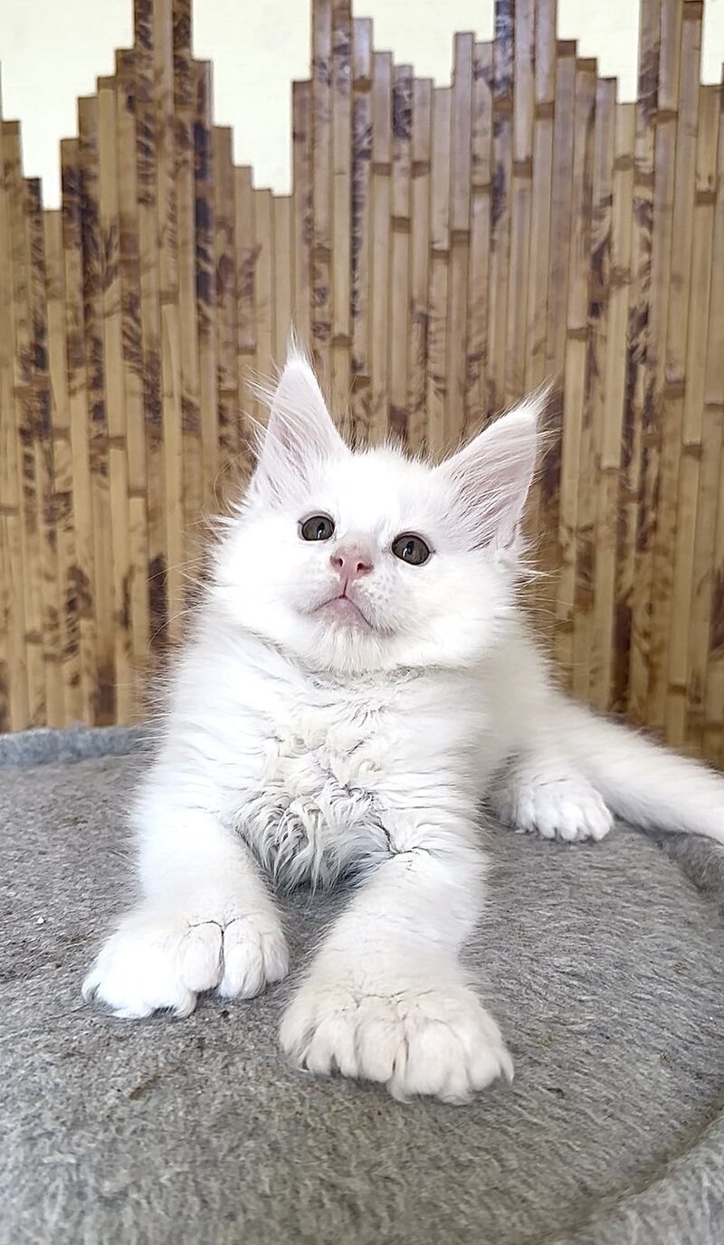 Sebastian Maine Coon polydactyl male, white