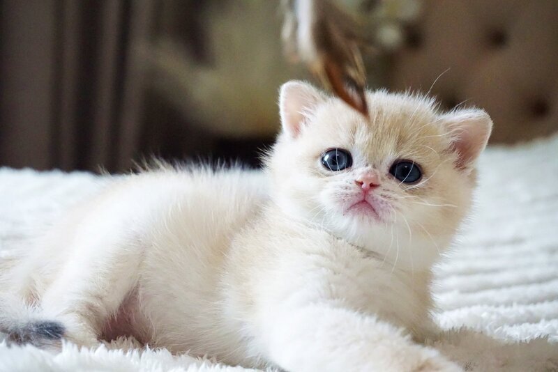 Jeni British Shorthair female, blue golden chinchilla