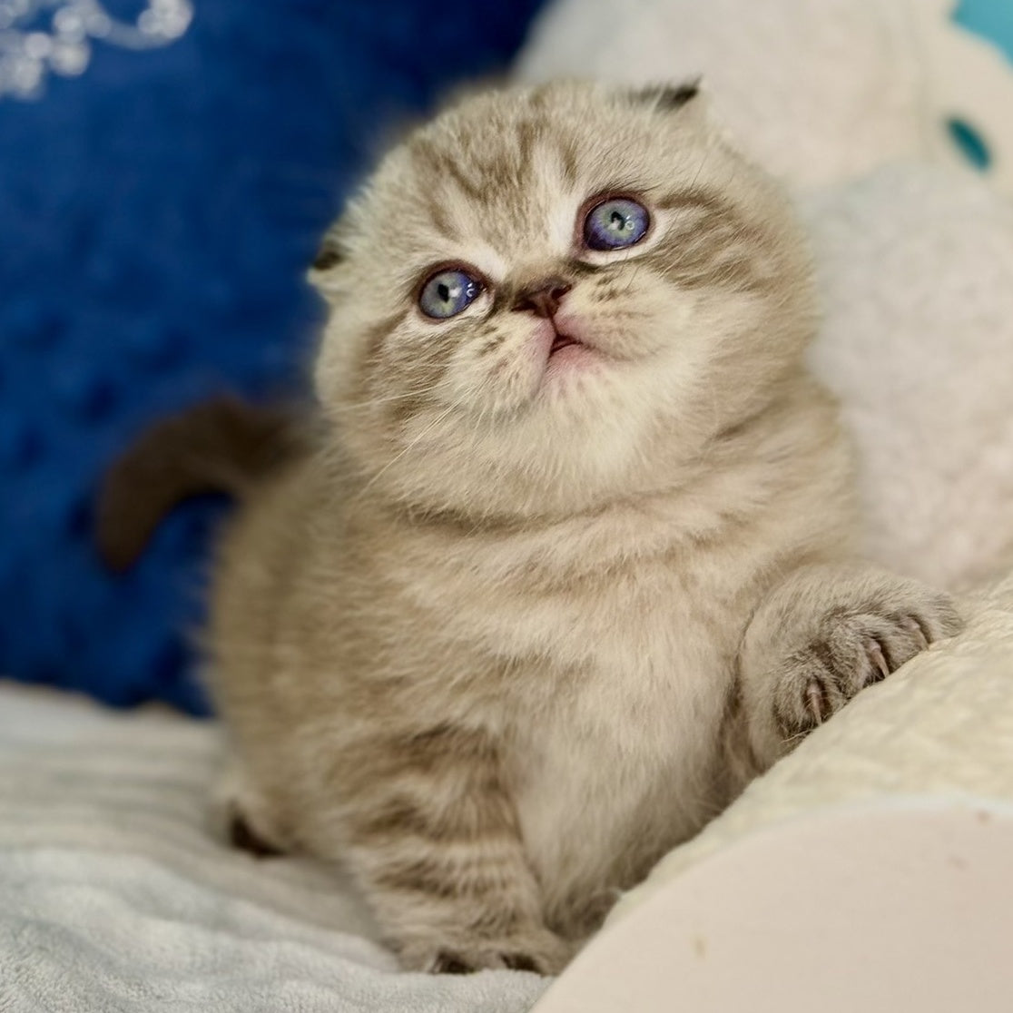 Jerry Scottish Fold male, chocolate tabby pointed