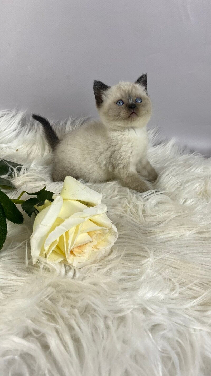 Dolce Vita Scottish Straight female, black pointed