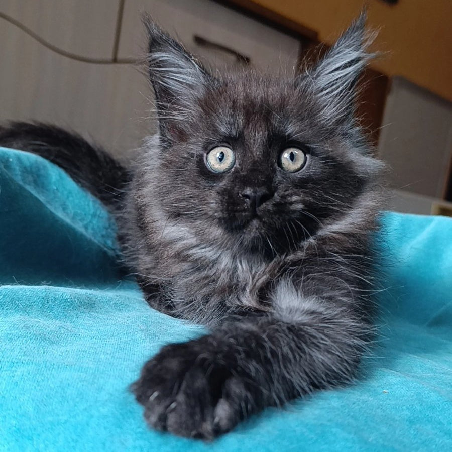 Quick Silver Maine Coon male, black silver