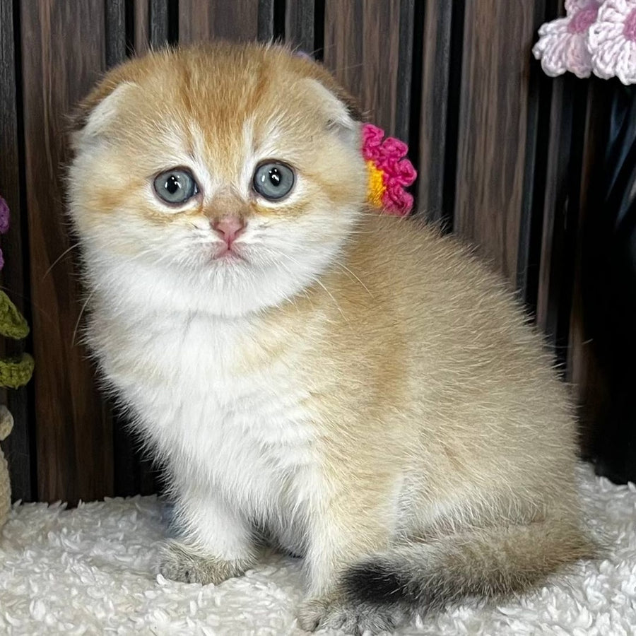 Mirabel Scottish Fold female, black golden chinchilla