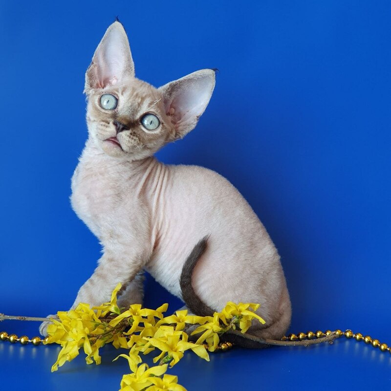 Marik Devon Rex male black tabby pointed - live animals
