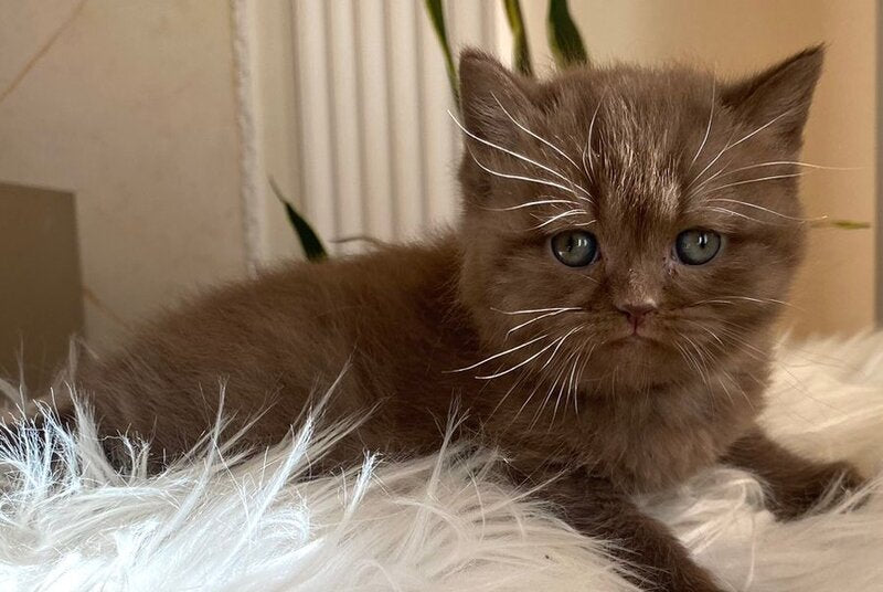 Zlata British Shorthair female chocolate - live animals