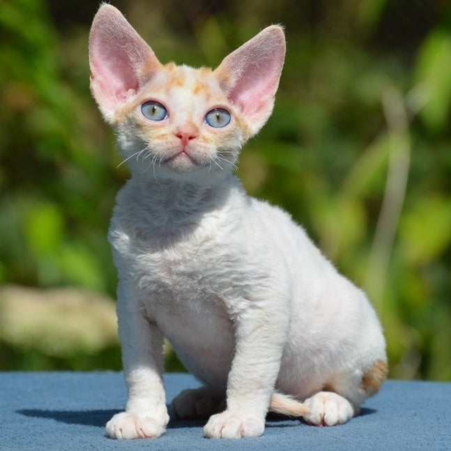 Garold Devon Rex male, red tabby harlequin