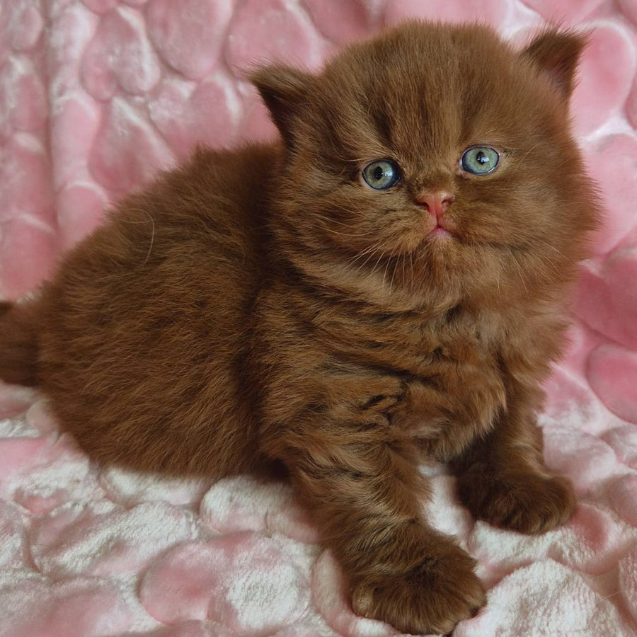 Gucci British Longhair male, cinnamon