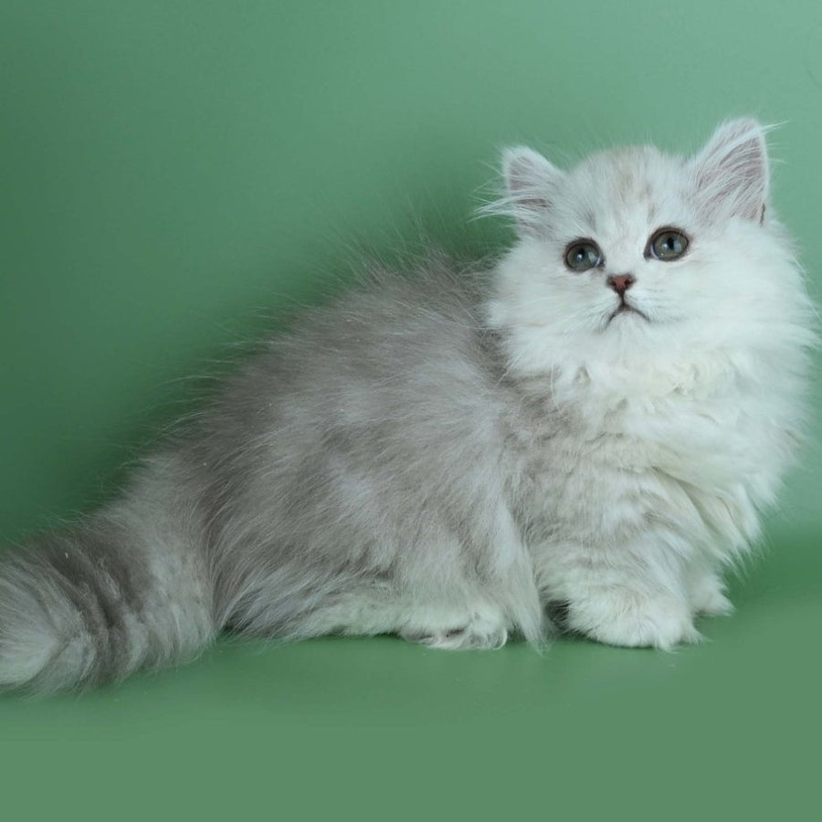 Jane Munchkin female, chocolate silver shaded