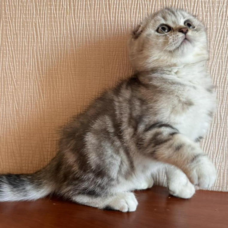 Shanti Scottish Fold female, black silver tabby