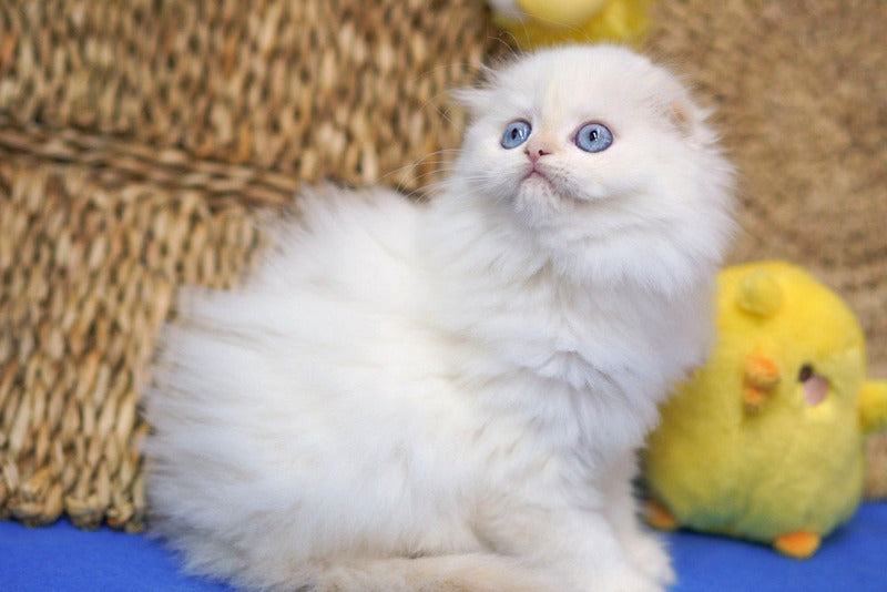 Ilang Scottish Fold male, red tabby pointed