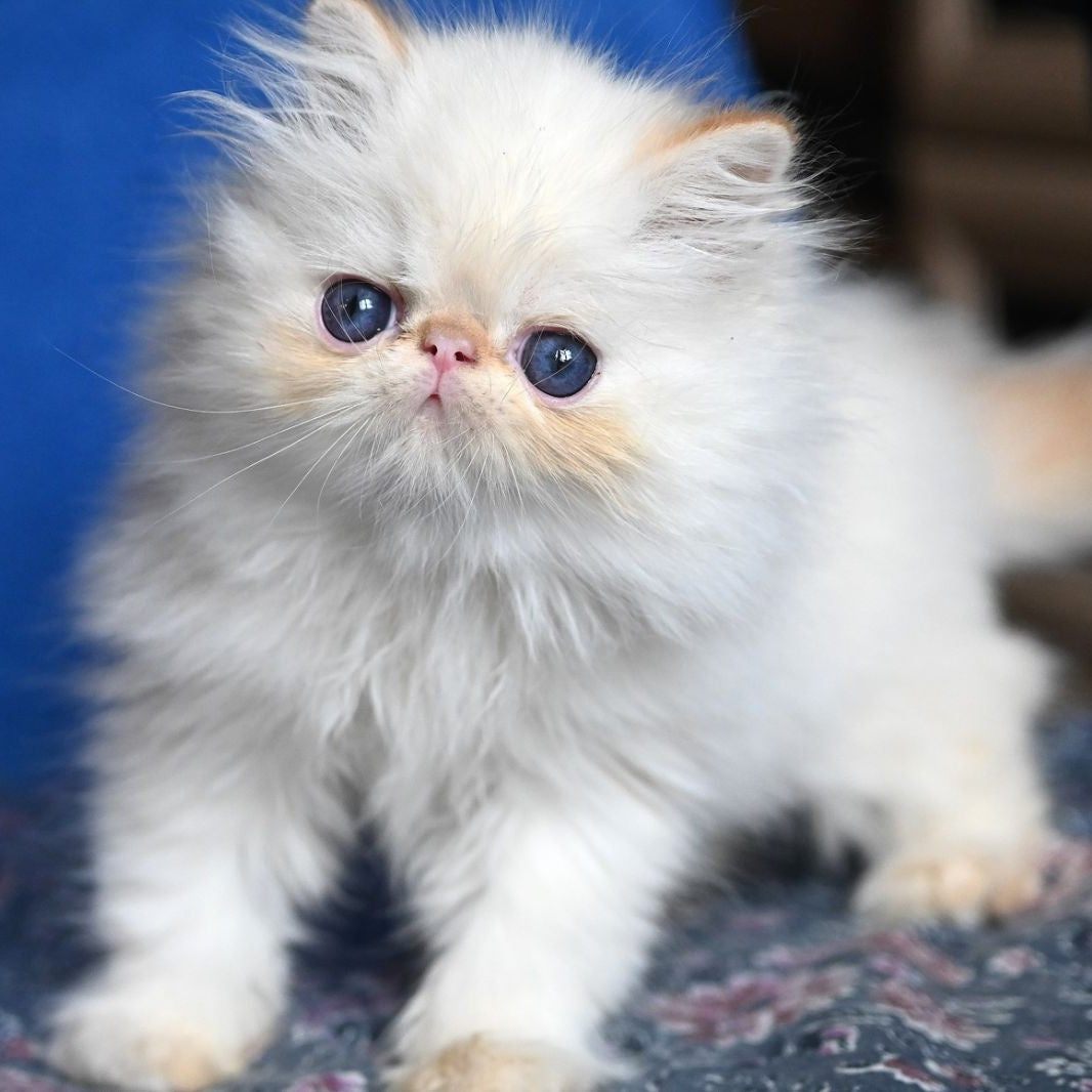 Arash Persian male, red tabby pointed