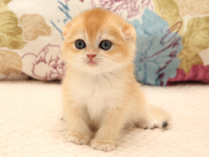 Yana Scottish Fold female black golden chinchilla - live animals