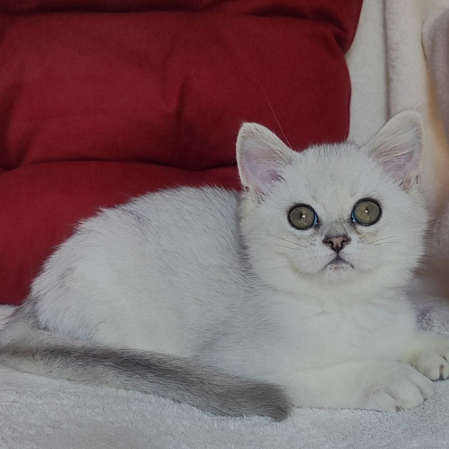 Xan Scottish Straight male, blue silver ticked tabby