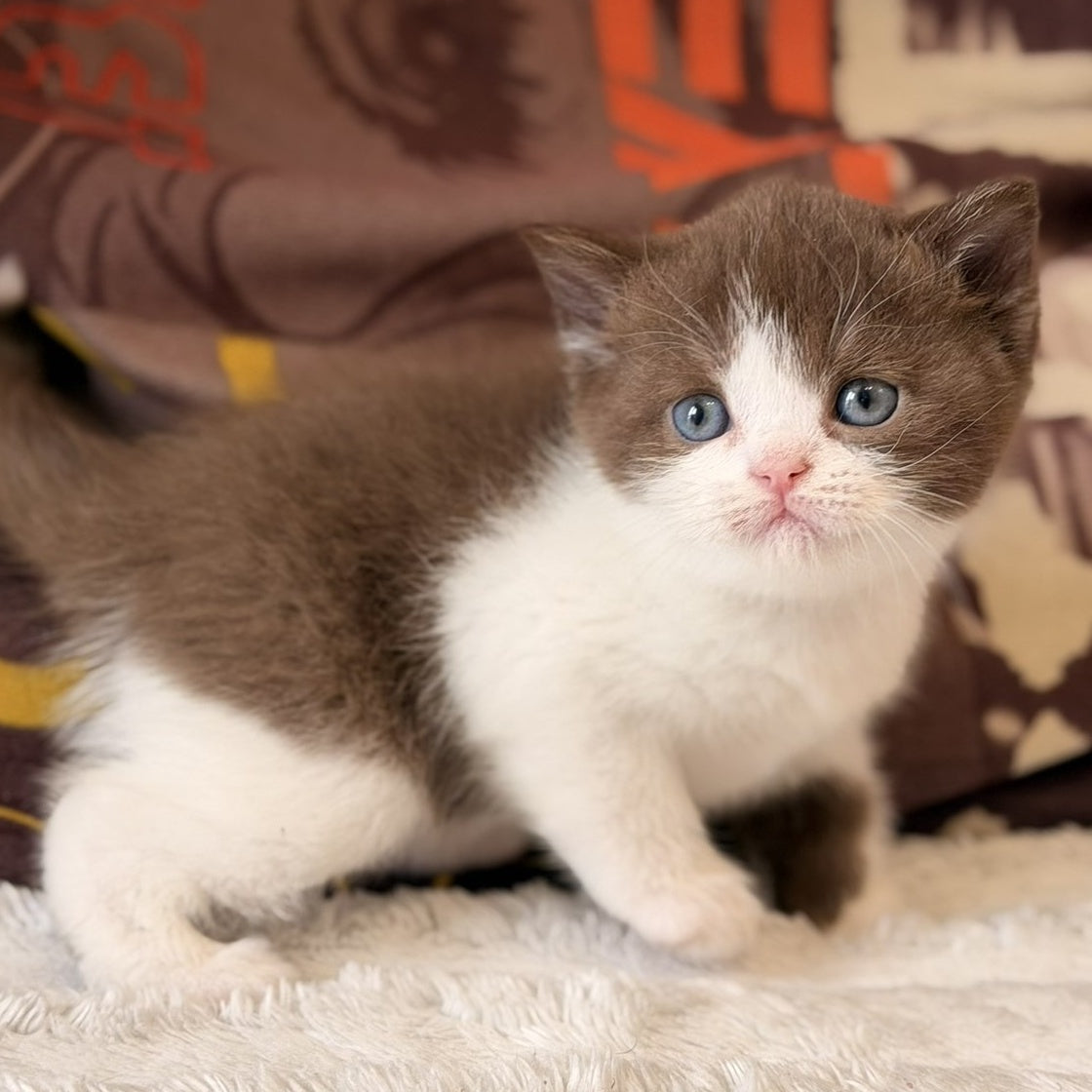 Ace British Shorthair male, chocolate bicolour
