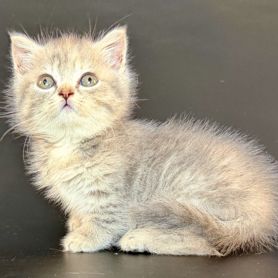 Arrow Munchkin female, blue tortie tabby