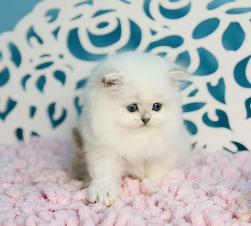 Aurora Scottish Straight female, black silver shaded pointed